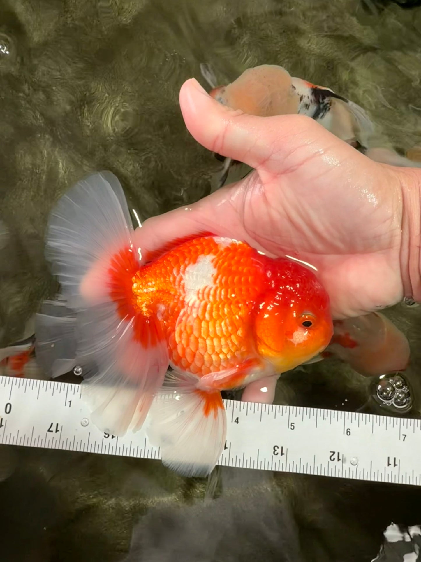 AAA Grade Red White Oranda Male 5.5 inches #072426OR_12