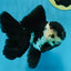 A Grade Panda Oranda Female 5.5 inches #081525OR_15
