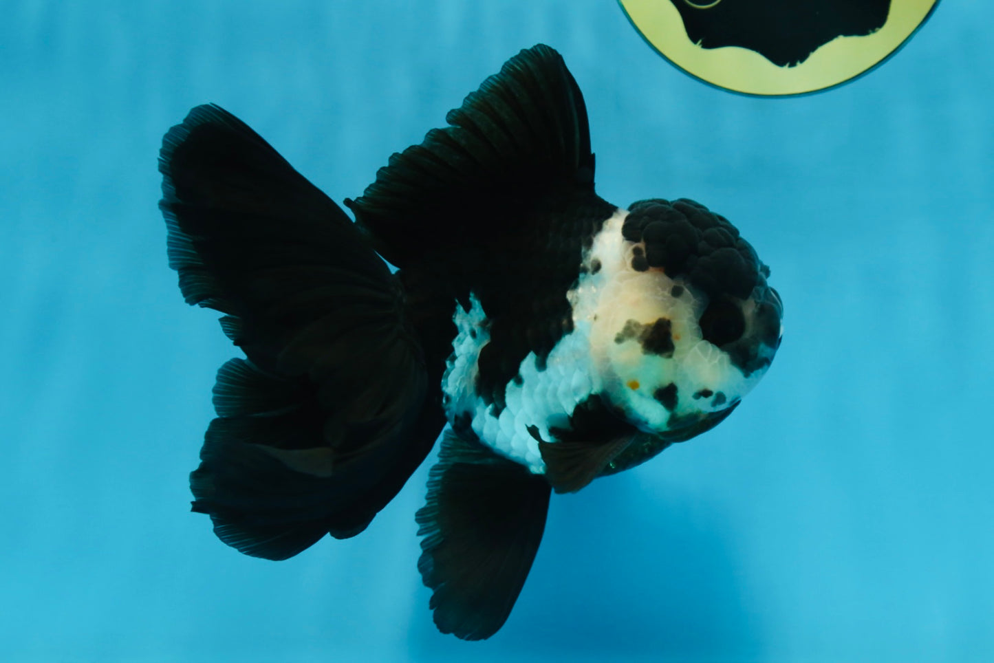 A Grade Panda Oranda Female 5.5 inches #081525OR_15