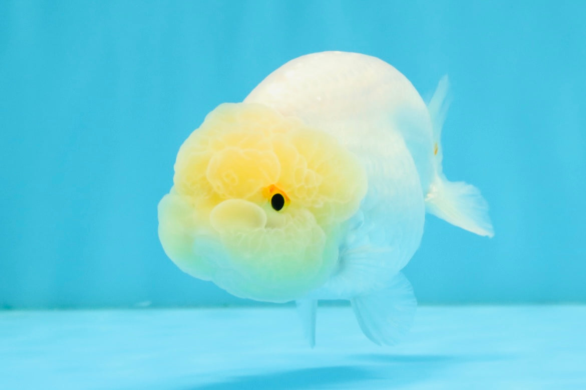 A Grade White LionQueen 4-4.5 inches #032726LC_20