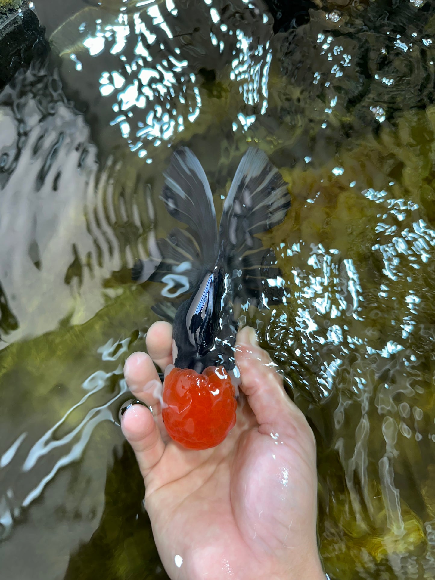 AAA Grade Tricolor Oranda Male 6 inches #052325_12