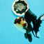 AAA Grade Batman Tricolor Oranda Female 4.5  inches #0510OR_14