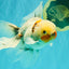 Marble Oranda Male 6.5 inches #091826OR_02