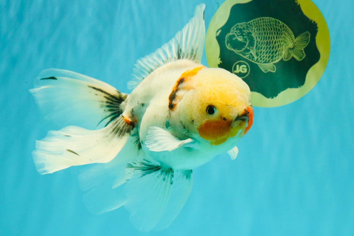 Marble Oranda Male 6.5 inches #091826OR_02