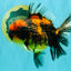 CHUNKY AAA Grade Tiger Oranda Male 5.5 inches #082826OR_07