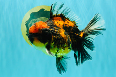 CHUNKY AAA Grade Tiger Oranda Male 5.5 inches #082826OR_07
