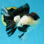 AAA Grade Tricolor Blink Button Eyes Oranda Male 4.5 inches #020725OR_34