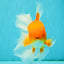 A Grade Red White Oranda Male 6.5 inches #082826OR_16