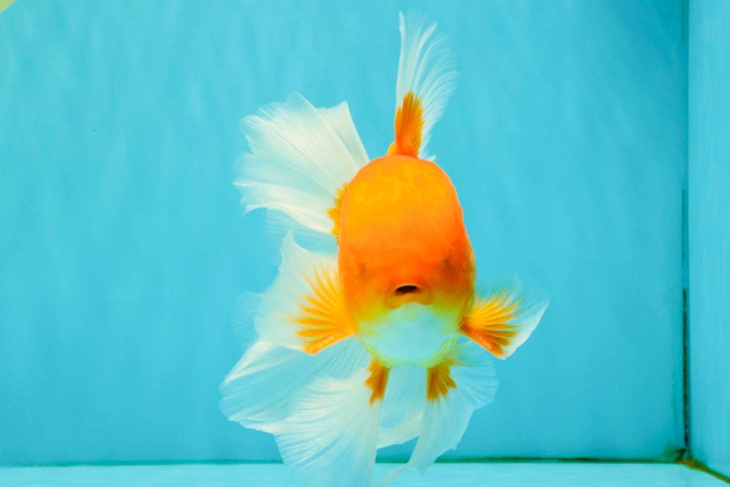 A Grade Red White Oranda Male 6.5 inches #082826OR_16