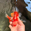 AAA Grade Red White Oranda Male 5 inches #061926OR_23