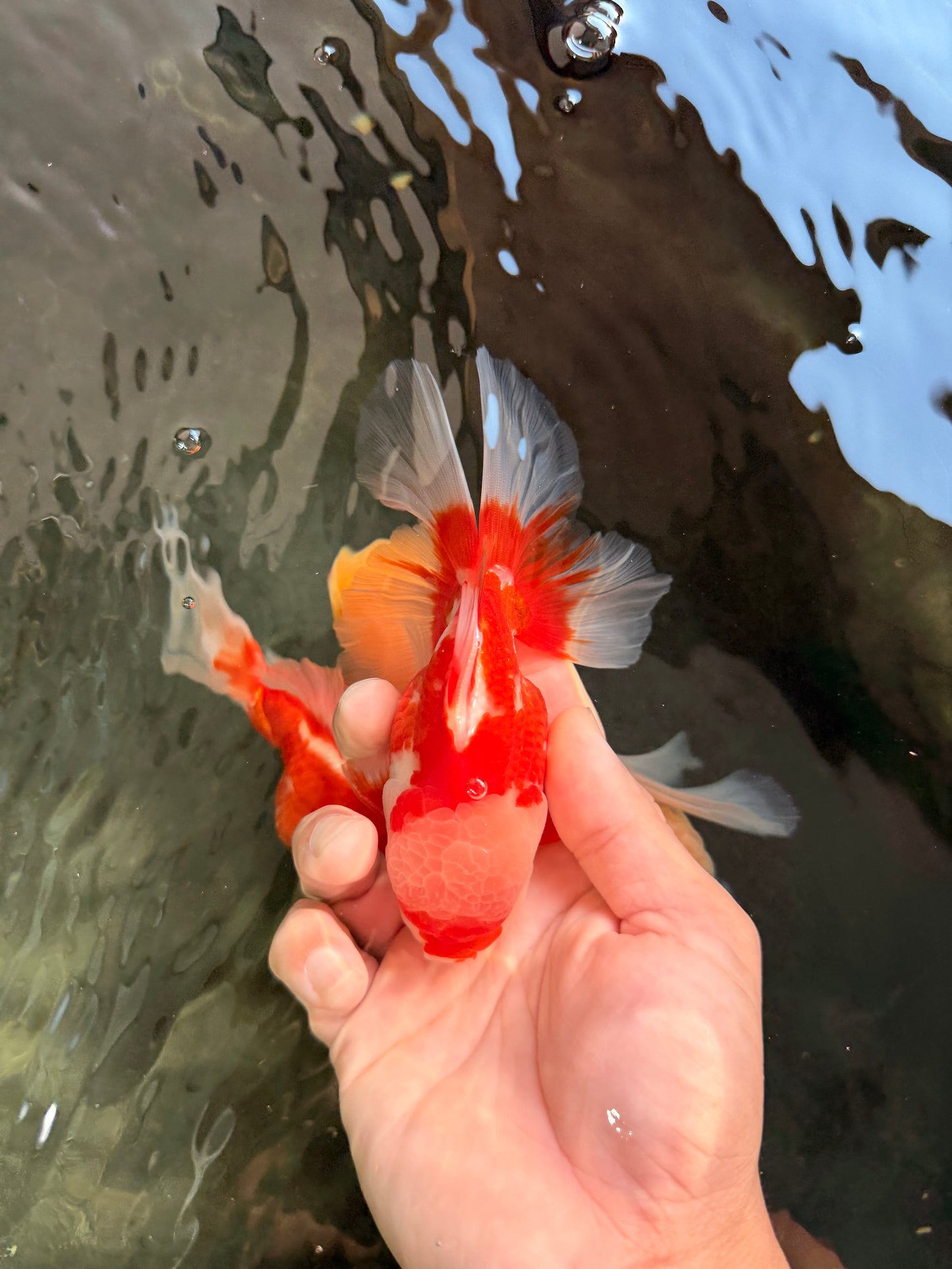 AAA Grade Red White Oranda Male 5 inches #061926OR_23
