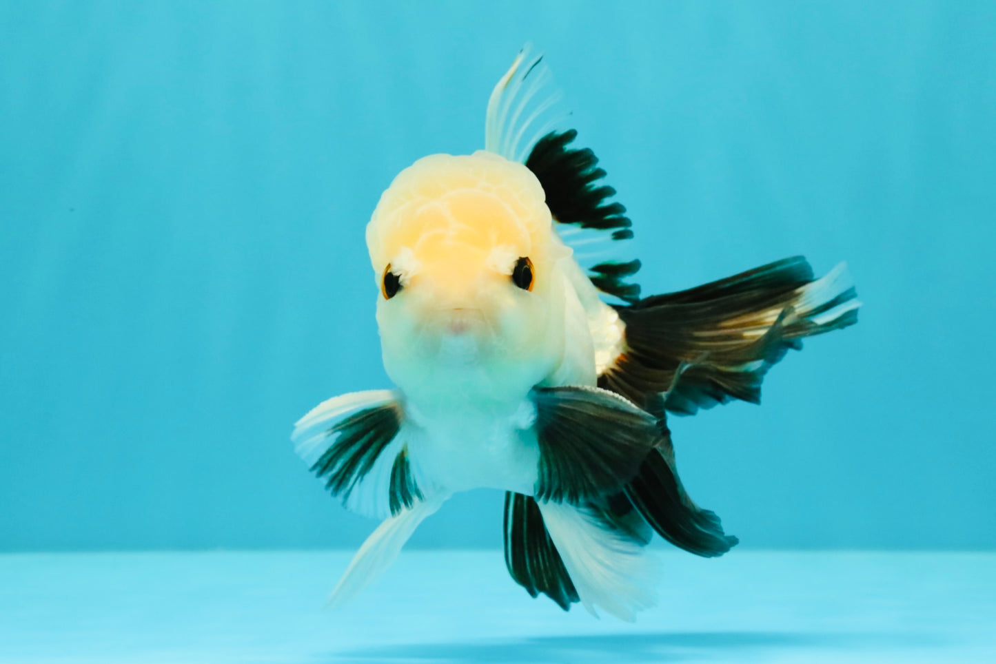 Panda Oranda Male 5 inches #032026OR_12
