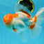 AAA JUMBO Grade Red White Oranda Male 6.5 inches #051625OR_33
