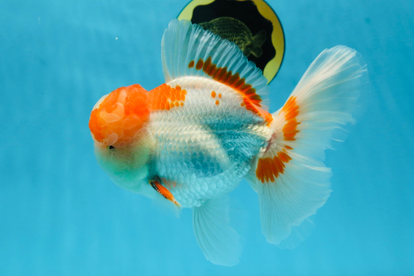 AAA JUMBO Grade Red White Oranda Male 6.5 inches #051625OR_33