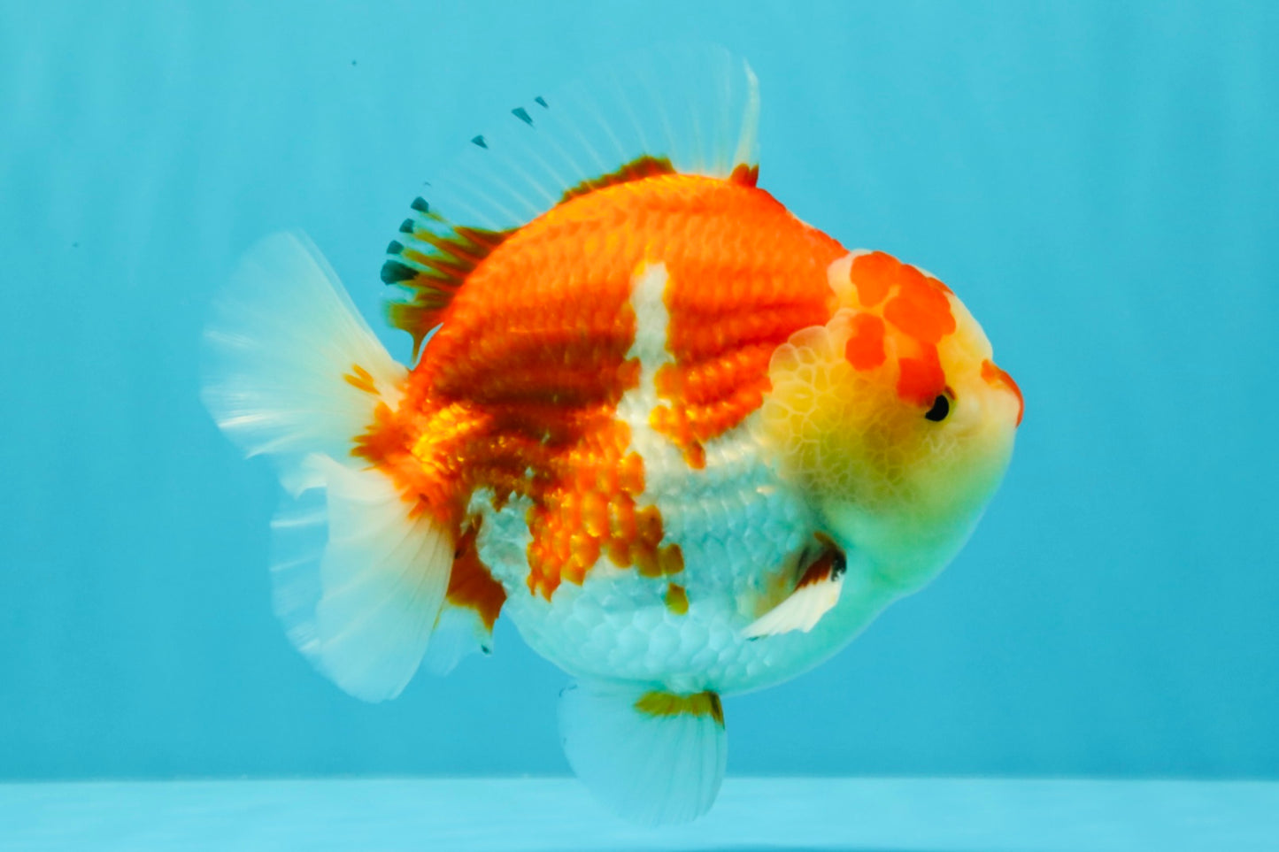 AAA Grade Godzilla Red White Yuanbao Male 5-5.5 inches #031326YB_20