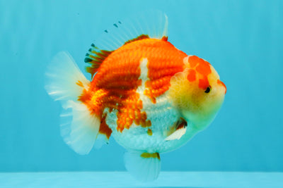 AAA Grade Godzilla Red White Yuanbao Male 5-5.5 inches #031326YB_20