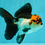 A Grade Red White Oranda Male 5-5.5 inches #051526OR_03