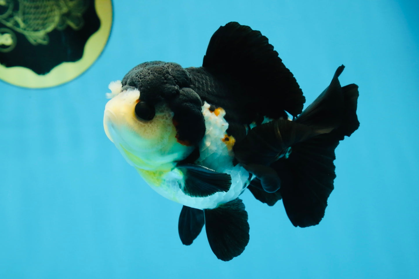 Chubby Pompom Panda Button Eyes Yuanbao Male 4.5 inches #071125YB_16