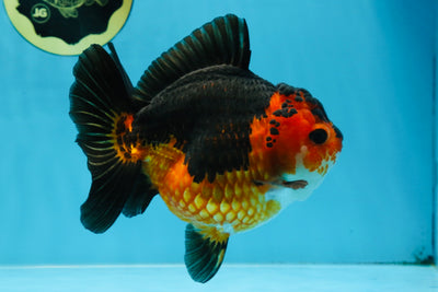 A Grade SPECIAL Apache Yuanbao Female 5.5 inches #100325YB_04