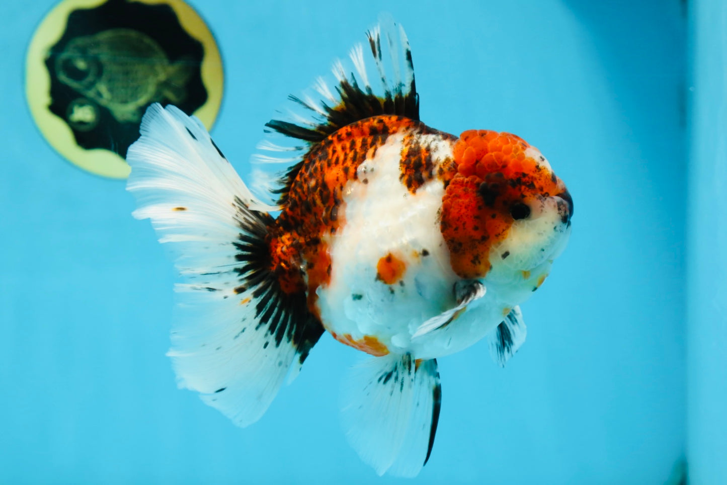AAA Grade Young Godzilla Calico Oranda Male 5.5 inches #080125OR_04