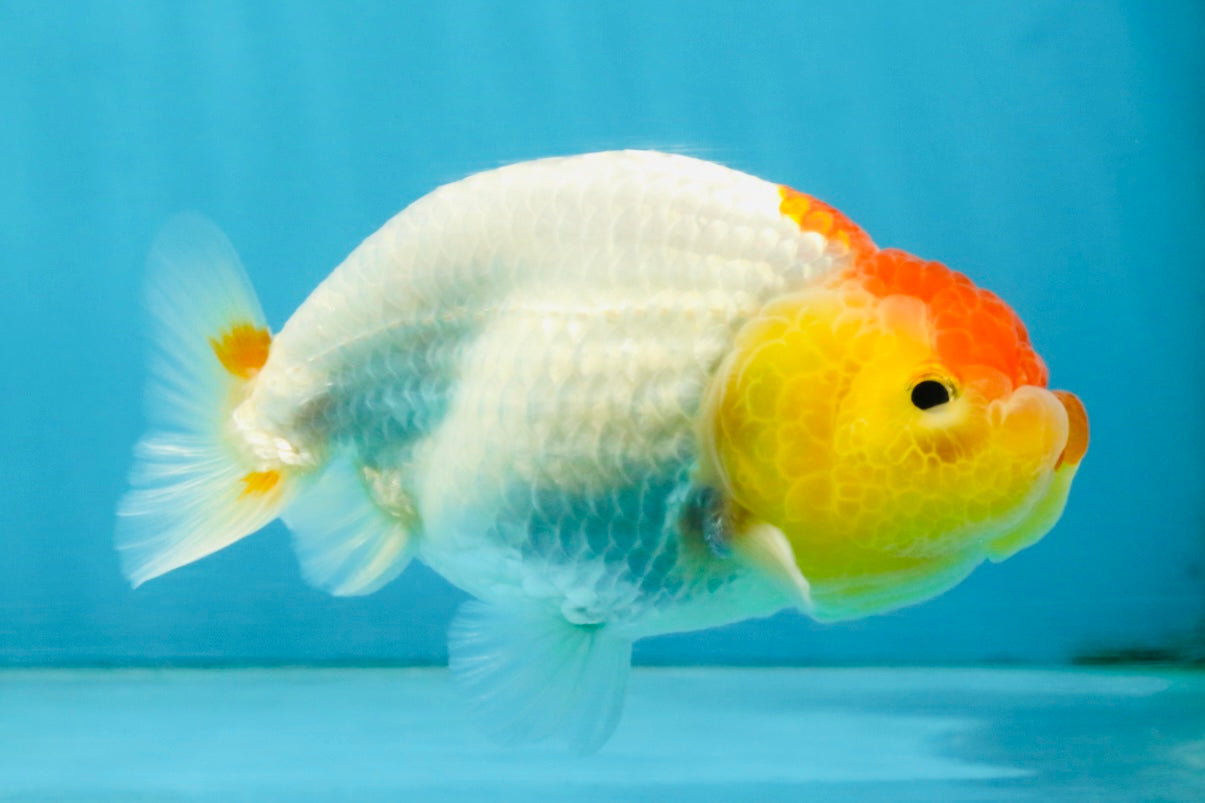 SUPER CUTE A Grade Red White LionQueen 4 inches #121225LC_08