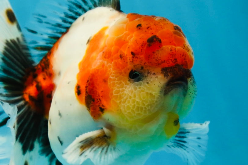 AAA Grade Godzilla Calico Sakura Button Eyes Oranda Male 5 inches #051625OR_17