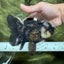 A Grade Monster Panda Oranda Female 5.5-6 inches #111524OR_18