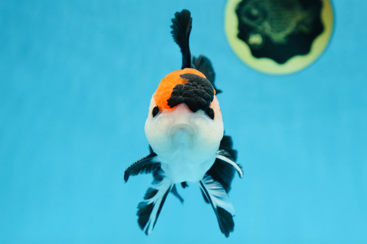 A Grade Tricolor Button Eyes Oranda Male 5 inches #080125OR_30