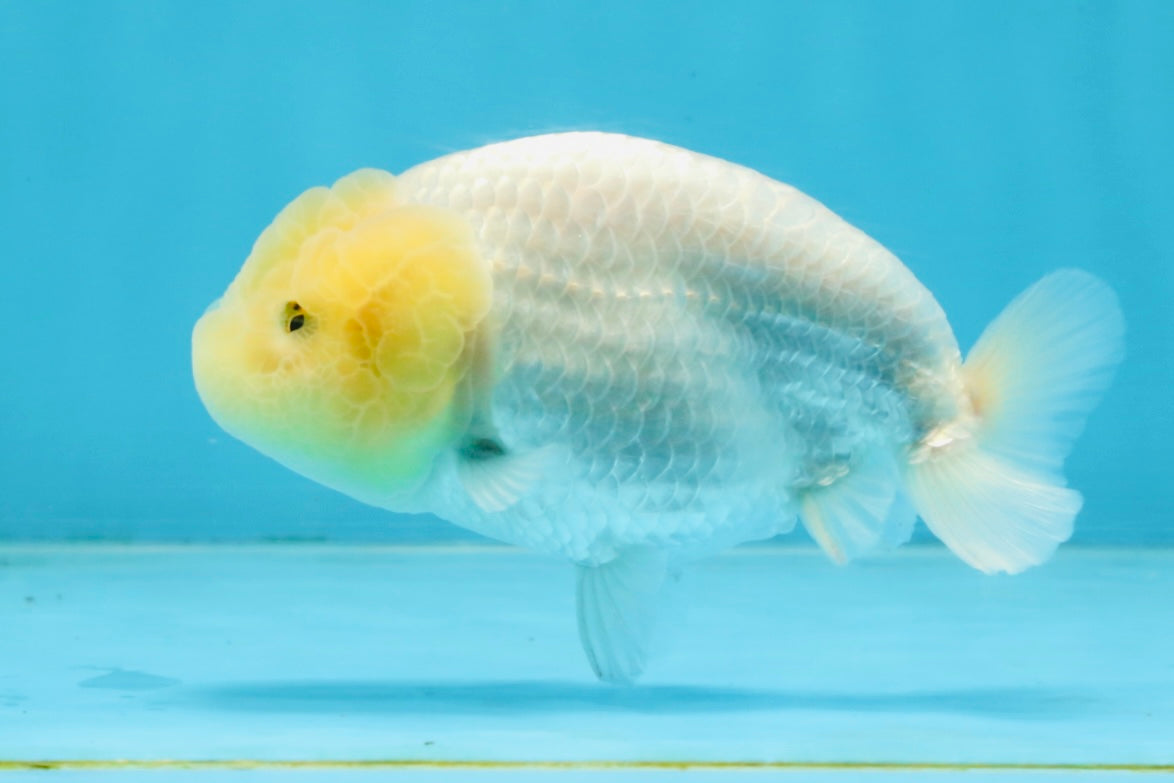 A Grade White LionQueen 4-4.5 inches #102425LC_12