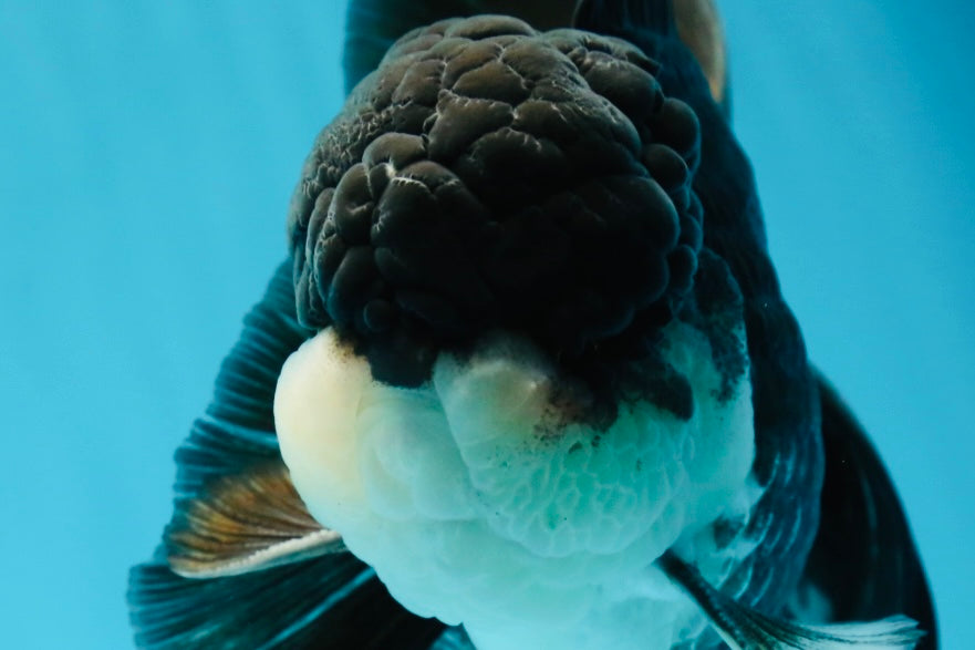 Chubby Cheeks Panda Oranda Male 5 inches #050225OR_06