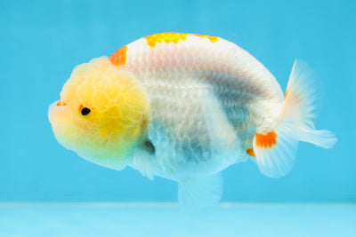 A Grade Red White Kohaku LionQueen 4 inches #101725LC_07