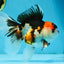A Grade Tricolor Oranda Female 6.5 inches #070425OR_18