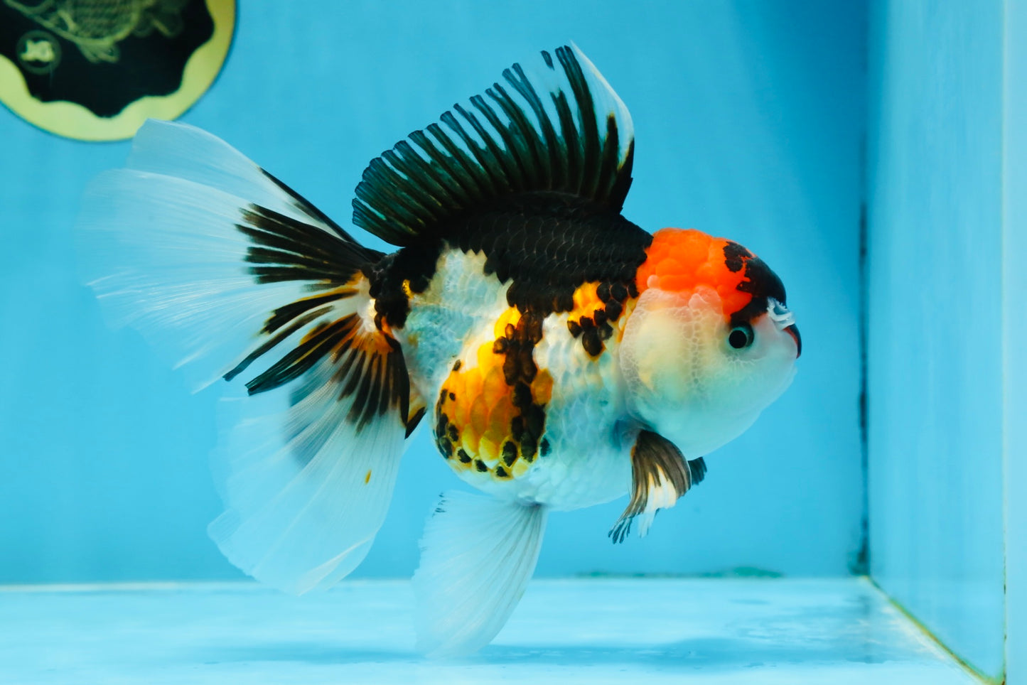 A Grade Tricolor Oranda Female 6.5 inches #070425OR_18