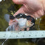 A Grade Tricolor Oranda Male 4.5 inches #053025OR_17