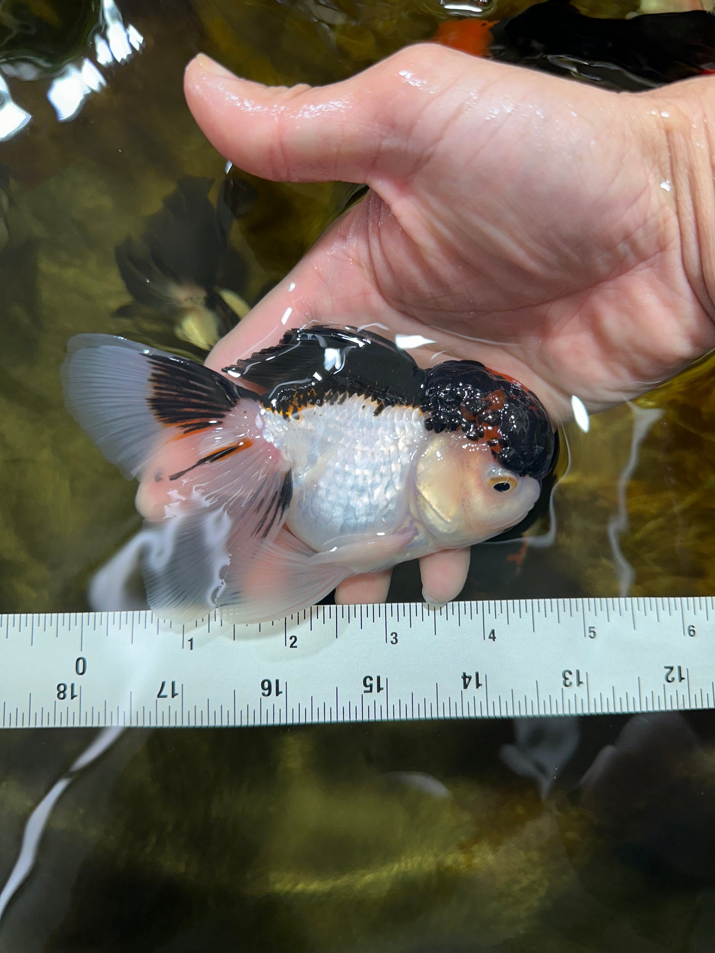 A Grade Tricolor Oranda Male 4.5 inches #053025OR_17
