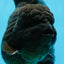 AAA Grade VERY SPECIAL Godzilla Black Oranda Male 5-5.5 inches #051625OR_18