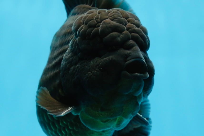 AAA Grade VERY SPECIAL Godzilla Black Oranda Male 5-5.5 inches #051625OR_18