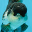 Panda Oranda mâle de qualité A 5 pouces #0830OR_20