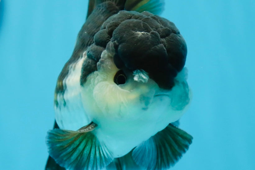 A Grade Panda Oranda Male 5 inches #0830OR_20