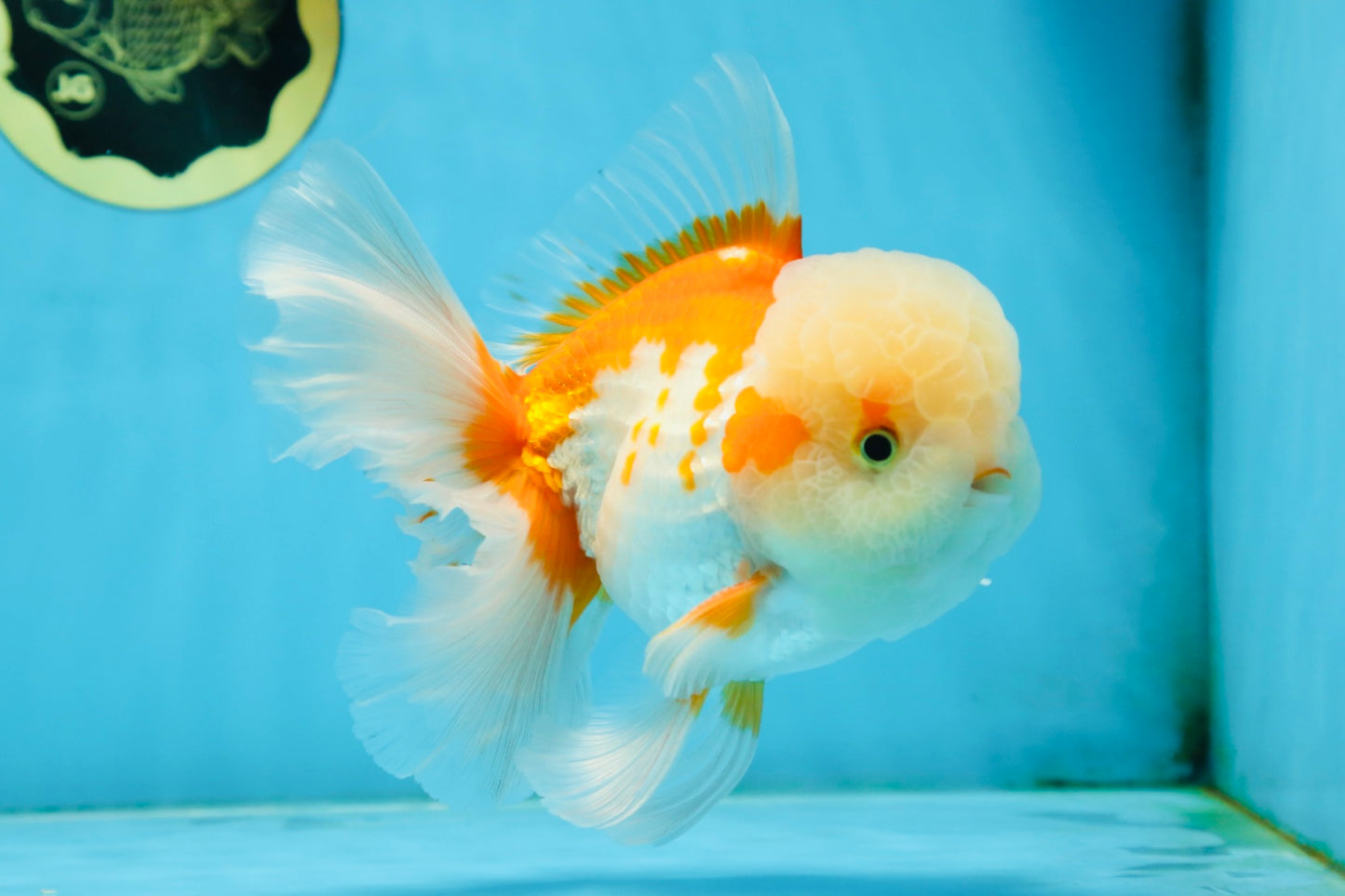 SUPER CUTE AAA Grade Red White Oranda Male 6 inches #082225OR_08