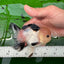 A Grade Tricolor Button Eyes Oranda Male 4.5 inches #0830OR_23