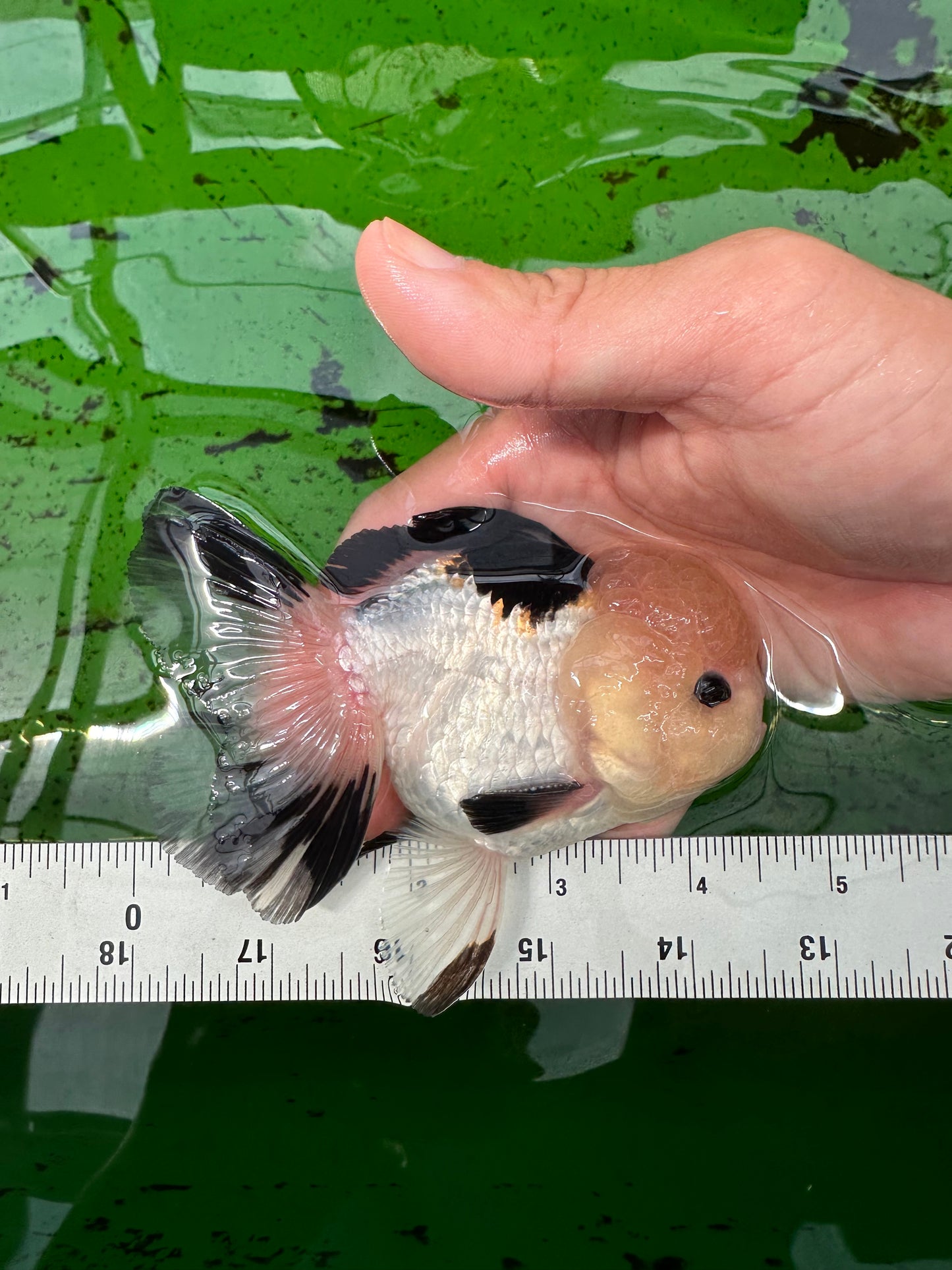 A Grade Tricolor Button Eyes Oranda Male 4.5 inches #0830OR_23