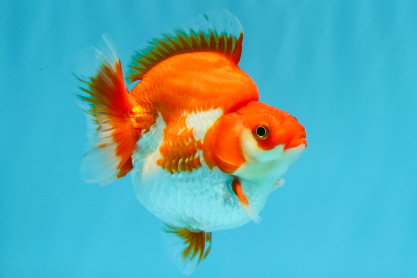 AAA Grade Red White Ryukin Female 4 inches #022026RK_12