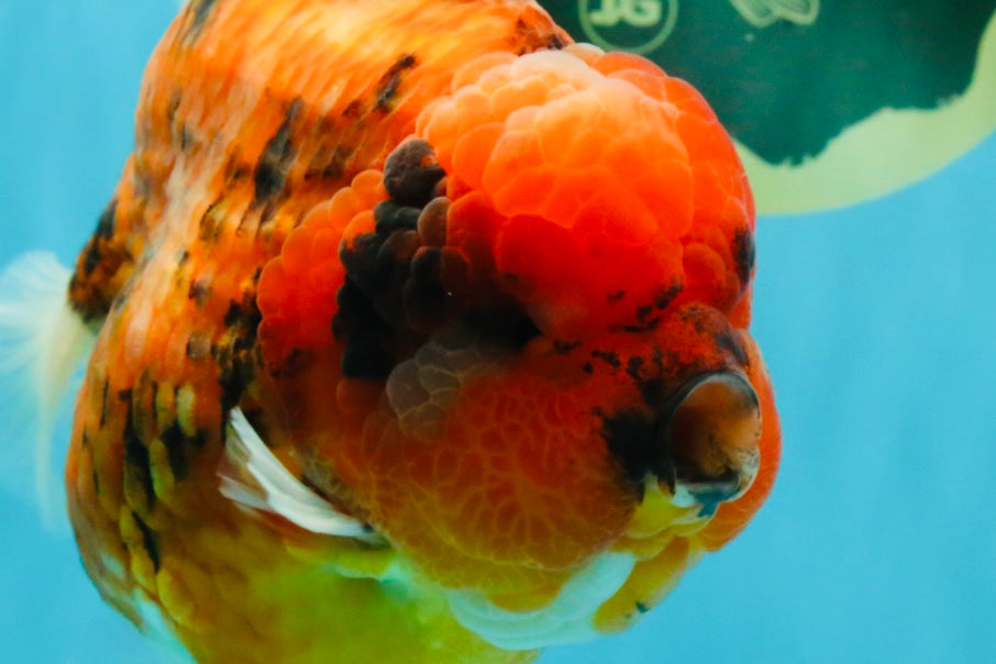 SUPER AAA Grade Godzilla Tiger Yuanbao Male 6.5 inches #022026YB_01