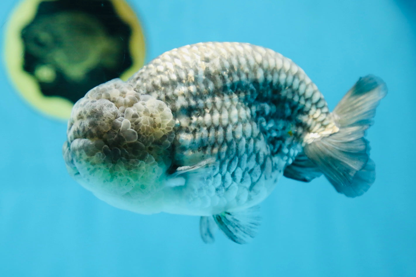 A Grade CHONKY Blue LionKing 5-5.5 inches #082925LC_17