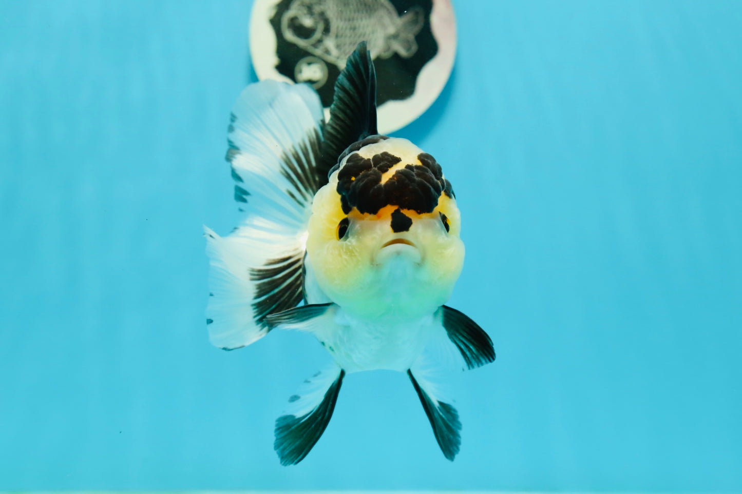 AAA Grade Panda Oranda Female 5.5 inches #1004OR_33