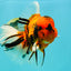 A Grade Broatail Tiger Oranda Male 7.5 inches #100926OR_08