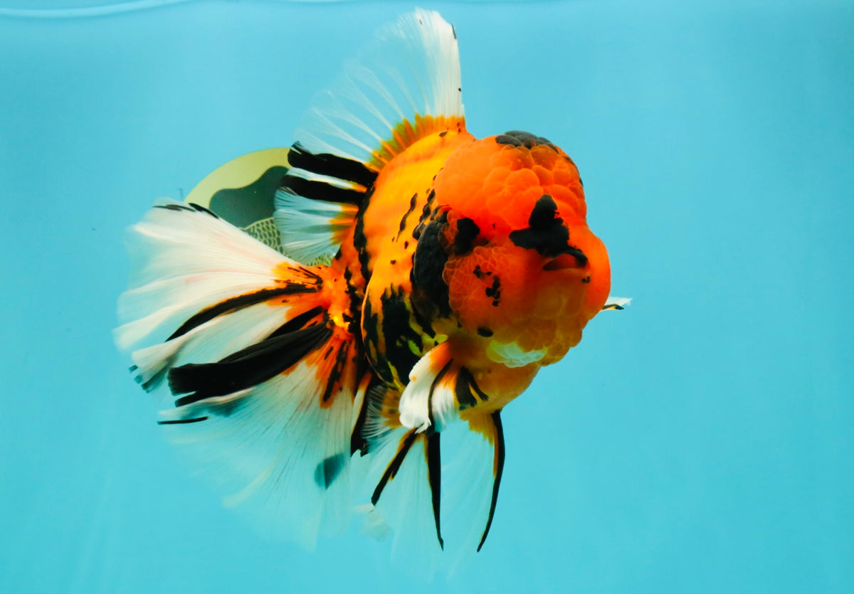 A Grade Broatail Tiger Oranda Male 7.5 inches #100926OR_08