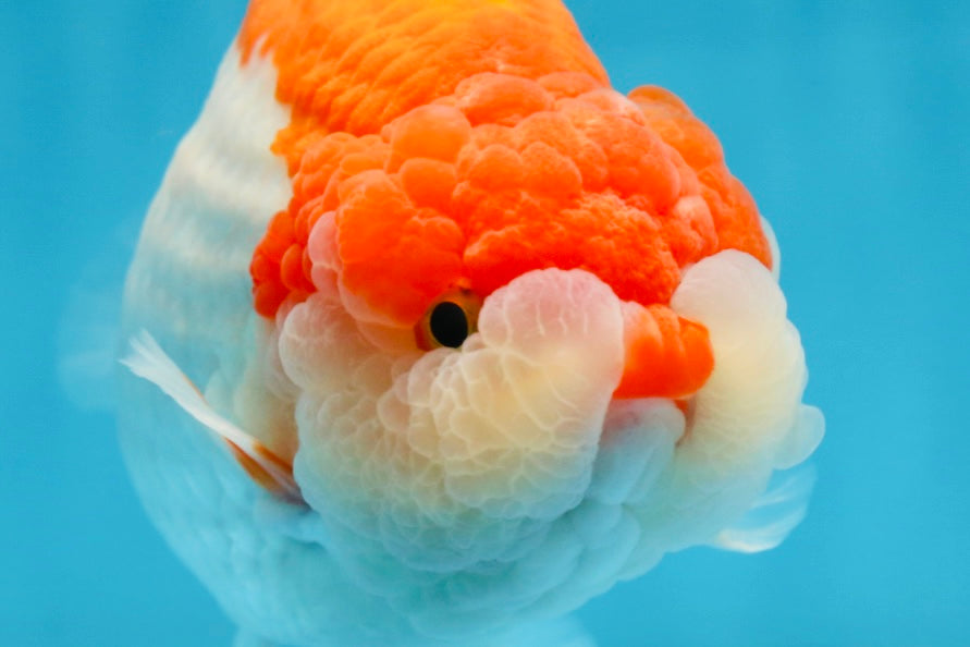 AAA Grade Red White LionKing 5.5-6 inches #081525LC_01