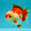 SUPER CUTE A Grade Red White Yuanbao Male 5-5.5 inches #041726YB_16